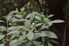 Rauvolfia densiflora